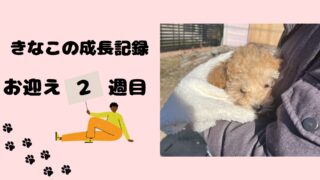 【子犬お迎え2週目】マルプーきなこの成長記録
