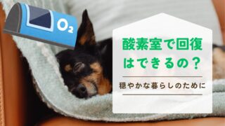 犬の酸素室で回復は望める？最期を穏やかに過ごすために知るべき現実