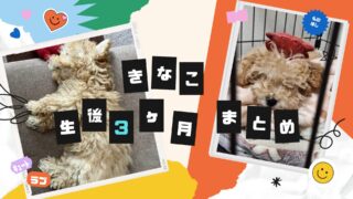【生後3ヶ月】お迎えしたマルプーきなこの成長記録まとめ