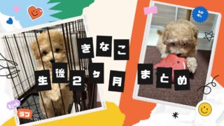【生後２ヶ月】お迎えしたマルプーきなこの成長記録まとめ