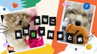 【生後5ヶ月】お迎えしたマルプーきなこの成長記録まとめ