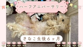 【生後6ヶ月】お迎えしたマルプーきなこの成長記録まとめ
