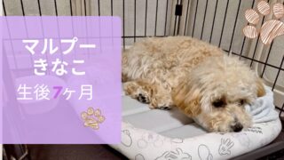 【生後7ヶ月】お迎えしたマルプーきなこの成長記録まとめ