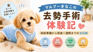 マルプーきなこの去勢手術体験記〜準備から術後1週間までの全記録〜