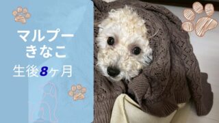 【生後8ヶ月】お迎えしたマルプーきなこの成長記録まとめ