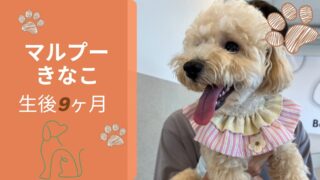 【生後9ヶ月】お迎えしたマルプーきなこの成長記録まとめ