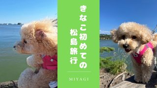 【犬連れ旅】きなこ、宮城県松島の福浦橋を渡って初めての無人島へ