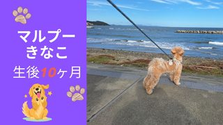 【生後10ヶ月】お迎えしたマルプーきなこの成長記録まとめ