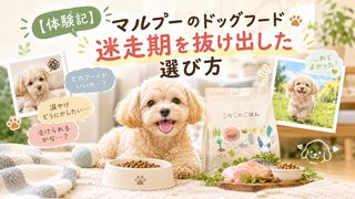 【体験記】マルプーのドッグフード迷走期を抜け出した選び方